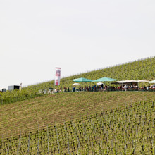 Querfeldwein