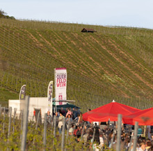 Querfeldwein